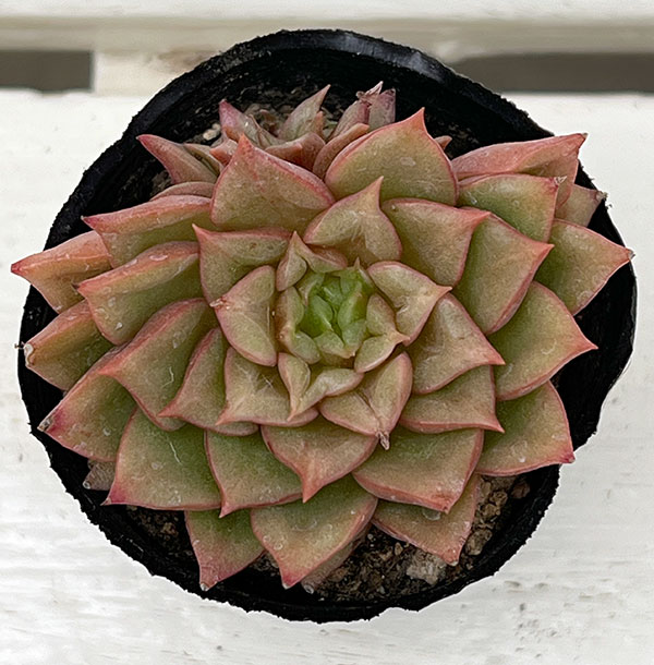 観葉植物/エケベリア：テスラ　2号ポット
