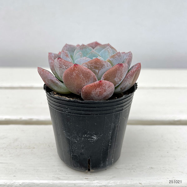 観葉植物/エケベリア：アイスローズ　2号ポット