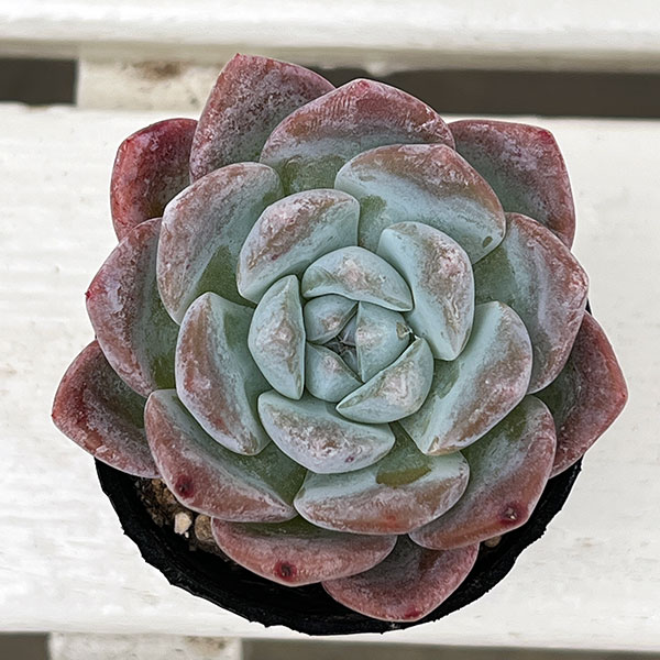 観葉植物/エケベリア：アイスローズ　2号ポット