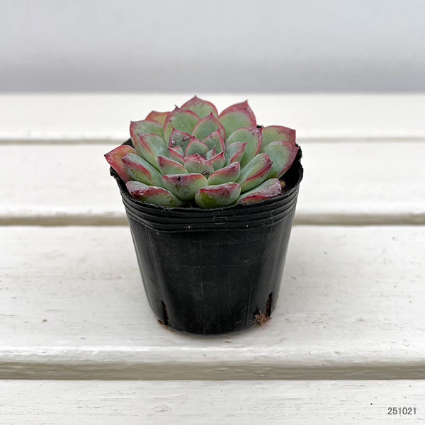 観葉植物/エケベリア：メヌエット　2号ポット