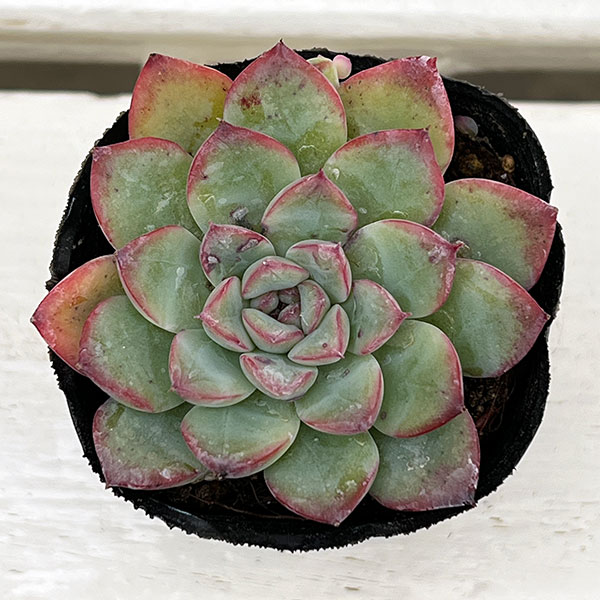 観葉植物/エケベリア：メヌエット　2号ポット