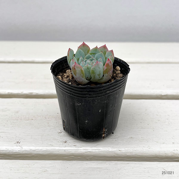 観葉植物/エケベリア：ツインベリー×シエラ　2号ポット