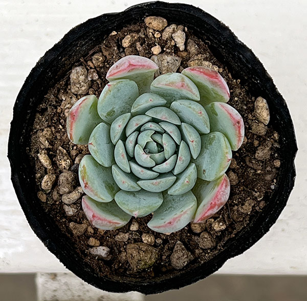 観葉植物/エケベリア：ツインベリー×シエラ　2号ポット