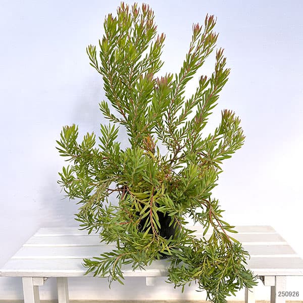 花木 庭木の苗/リューカデンドロン：ゾーイ 7号鉢植え