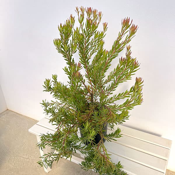 花木 庭木の苗/リューカデンドロン：ゾーイ 7号鉢植え