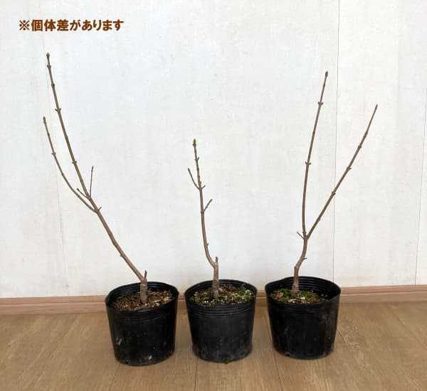 花木 庭木の苗/セイヨウカジカエデ：エクスサンセット7号ポット