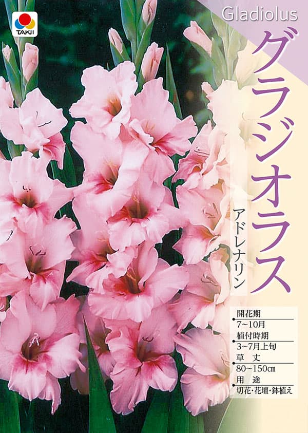 �庬/���饸���饹�����ɥ�ʥ�� 5������