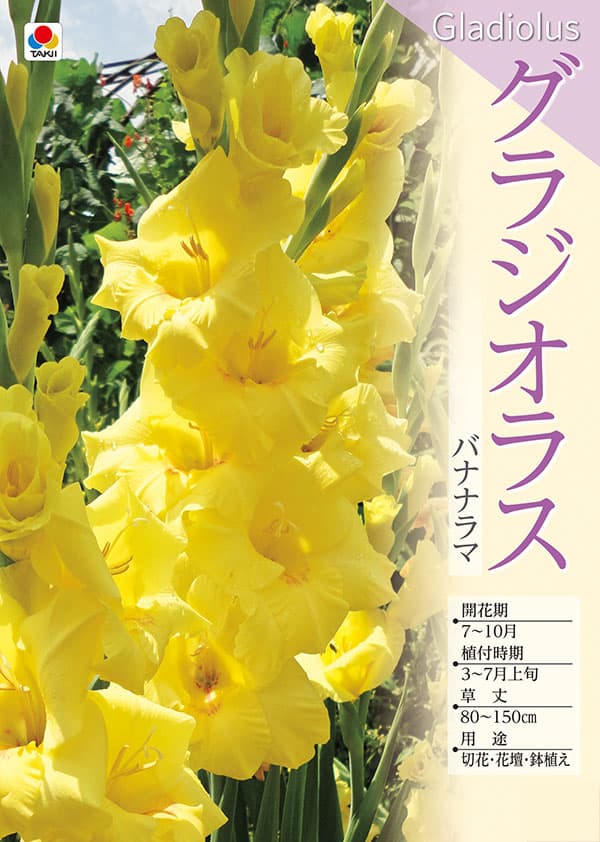 �庬/���饸���饹���Хʥʥ�� 5������