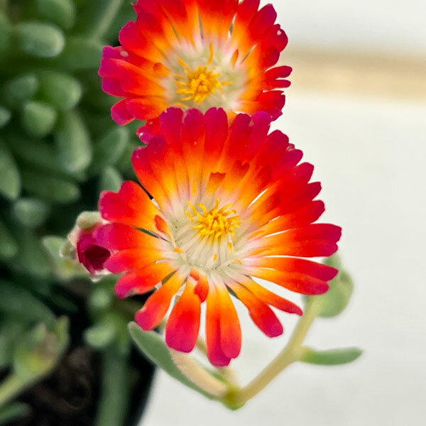 草花の苗/マツバギク：おひさま花火 リド マゼンタオレンジホワイト3号ポット 6株...