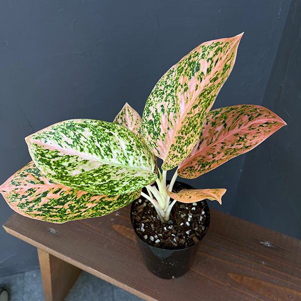 観葉植物/アグラオネマ：オレンジスターダスト　4号鉢入り