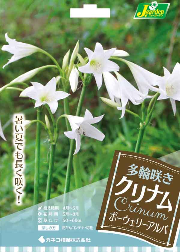 球根/（わけあり特価）クリナム：ポーウェリーアルバ（白）1球入り