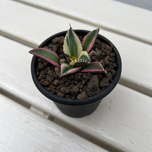 観葉植物/アガベ：チタノタ スナグルトゥース 3号ポット