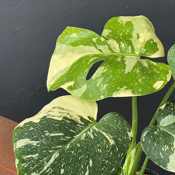 観葉植物/モンステラ：タイコンステレーション（矮性選抜株）3号ポット