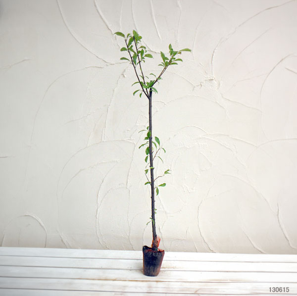 果樹の苗/スモモ(プラム）：太陽（たいよう）4〜5号ポット