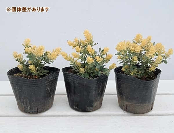 草花の苗/ロータス：ブリムストーン3号ポット 12株セット