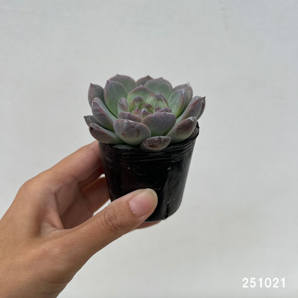 観葉植物/エケベリア：クリスタルレイク 2号ポット