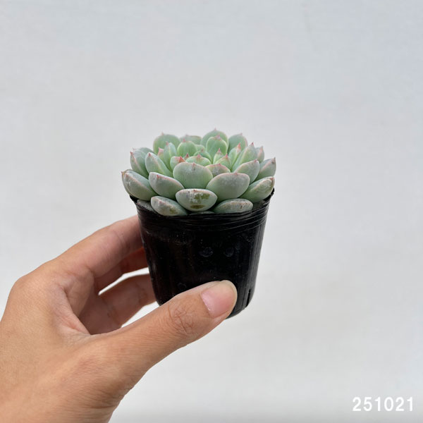 観葉植物/エケベリア：セブンフェアリー 2号ポット