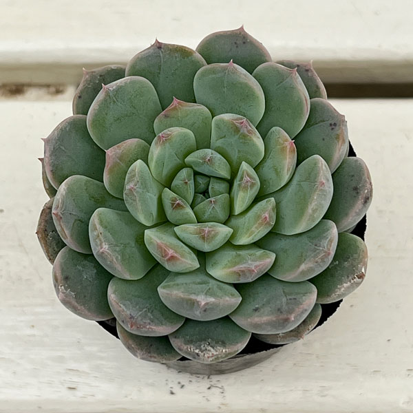 観葉植物/エケベリア：セブンフェアリー 2号ポット