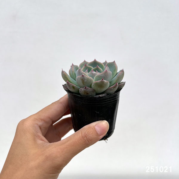 観葉植物/エケベリア：エリークイーン 2号ポット