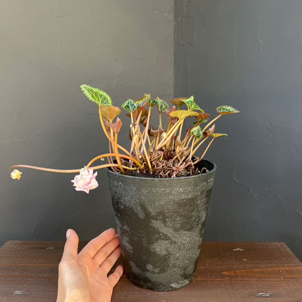 観葉植物/シクラメン：ツヴァイ（ビクトリア） コーデックス仕立て5号鉢植え25-03