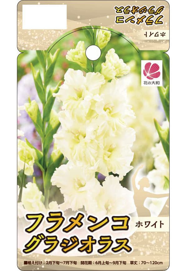 球根/グラジオラス：フラメンコ・ホワイト 4球入り