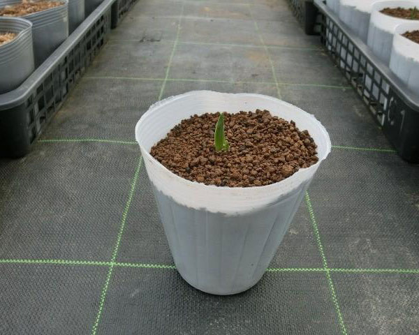 カマシア：ライヒトリニー アルバ4.5号ポット