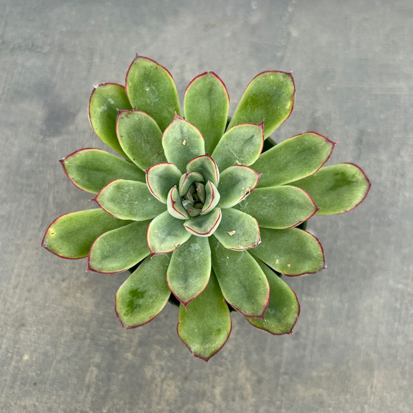 観葉植物/エケベリア：ペルシダ 2.5号ポット*