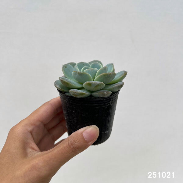 観葉植物/エケベリア：ホワイトオレンジ 2号ポット