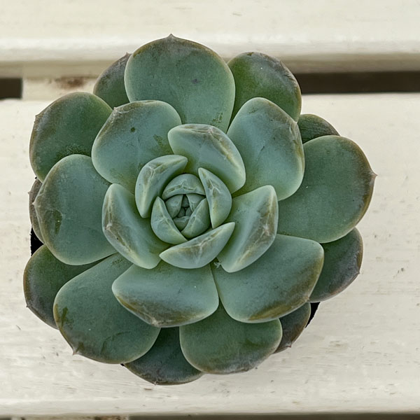 観葉植物/エケベリア：ホワイトオレンジ 2号ポット