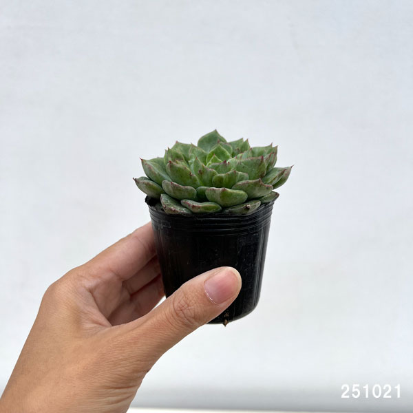 観葉植物/エケベリア：アングリーバード 2号ポット