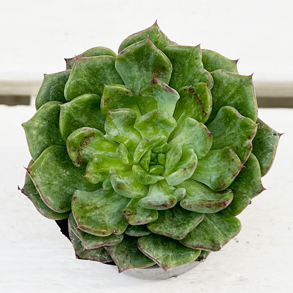 観葉植物/エケベリア：アングリーバード 2号ポット