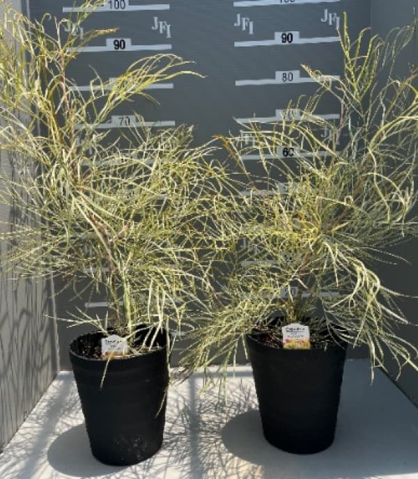 花木 庭木の苗/グレビレア：ハニーワンダー 7号鉢植え
