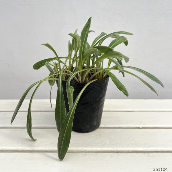 草花の苗/（わけあり特価）セントーレア：アメジストインスノー4.5号ポット