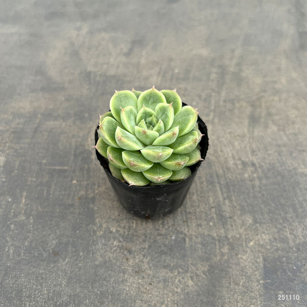 観葉植物/エケベリア：クィーンローズ 2号ポット
