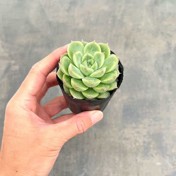 観葉植物/エケベリア：クィーンローズ 2号ポット