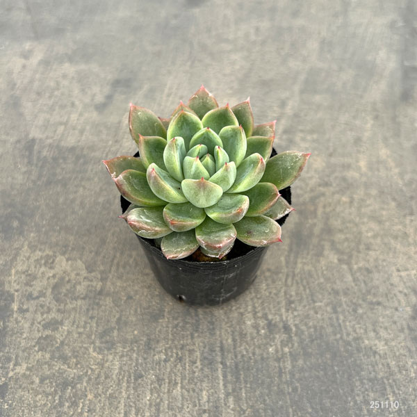 観葉植物/エケベリア：キャンディーカット 2号ポット