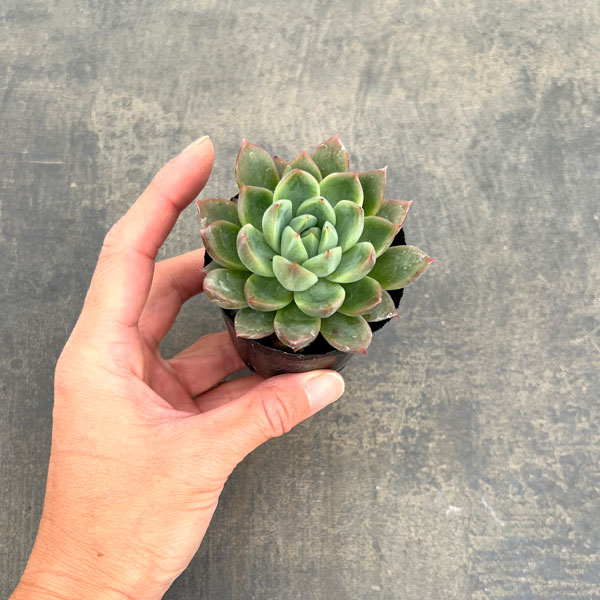 観葉植物/エケベリア：キャンディーカット 2号ポット