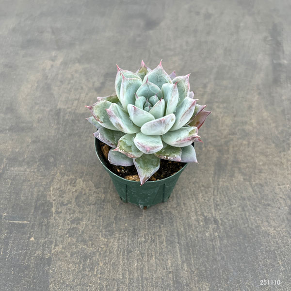 観葉植物/エケベリア：グレイシャー 2号ポット