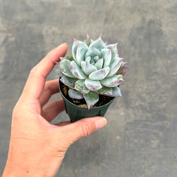 観葉植物/エケベリア：グレイシャー 2号ポット