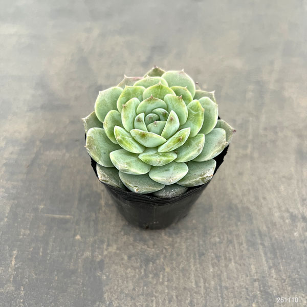 観葉植物/エケベリア：アメージンググレイス 2号ポット