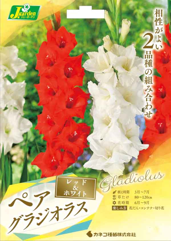 球根/グラジオラス（ペア）：レッド＆ホワイト 6球入り