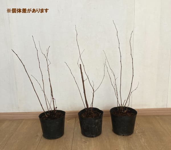 花木 庭木の苗/テマリシモツケ：アンバージュビリー5号ポット