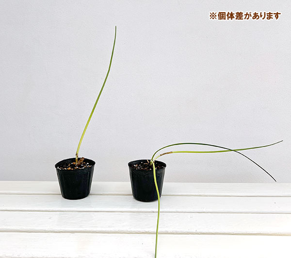 ���硧������ǥ��ե��饹 3��ݥå�