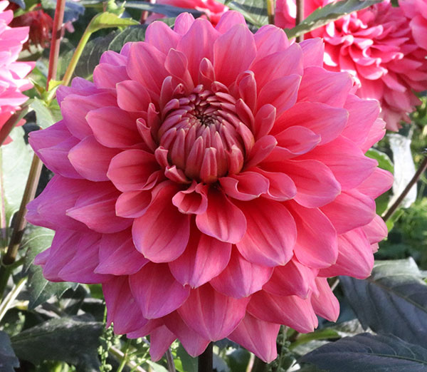 �庬/���ꥢ�ε庬�������ء˥��ꥢ1��