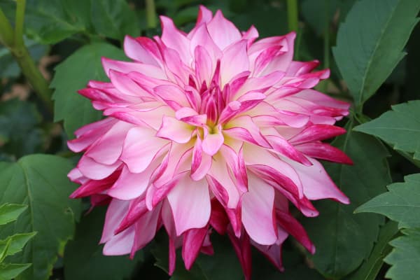 �庬/���ꥢ�ε庬�����澮�ء˥֥饤�ȥ�����1��