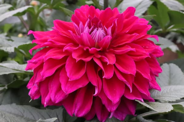 �庬/���ꥢ�ε庬���ʵ����ء�̸�γ�1��