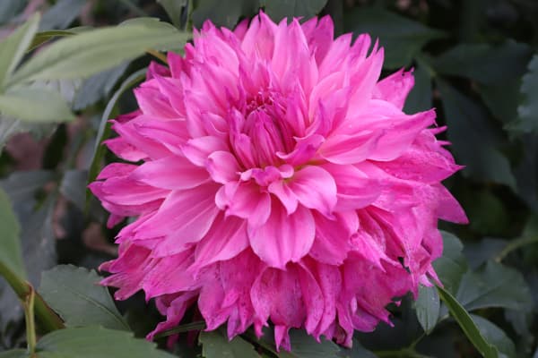 �庬/���ꥢ�ε庬�������ء�ĳ��1��