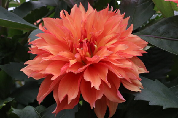 �庬/���ꥢ�ε庬���������ء��աʤ��ʤǡ�1��