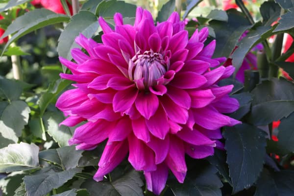 �庬/���ꥢ�ε庬���������ء˥�˥С���1��