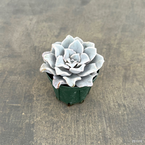 観葉植物/エケベリア：クリスペイトビューティ 2号ポット